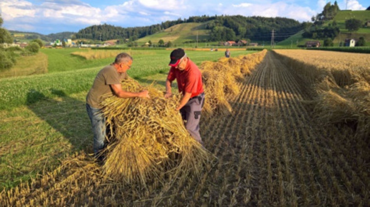 und «Puppen» zum Austrocknen des Getreides.