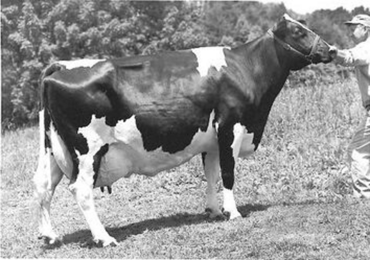 Plushanski Faith. Sie war eine Tochter von Pawnee Farm Arlinda Chief und 1970 die  Nummer-1-Index-Kuh in Amerika. 