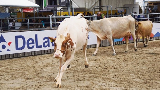 Die Tiere freuen sich über den Auslauf in der Arena und machen grosse Freudensprünge auf dem weichen Sandboden. 