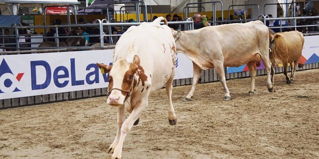 Die Tiere freuen sich über den Auslauf in der Arena und machen grosse Freudensprünge auf dem weichen Sandboden. 