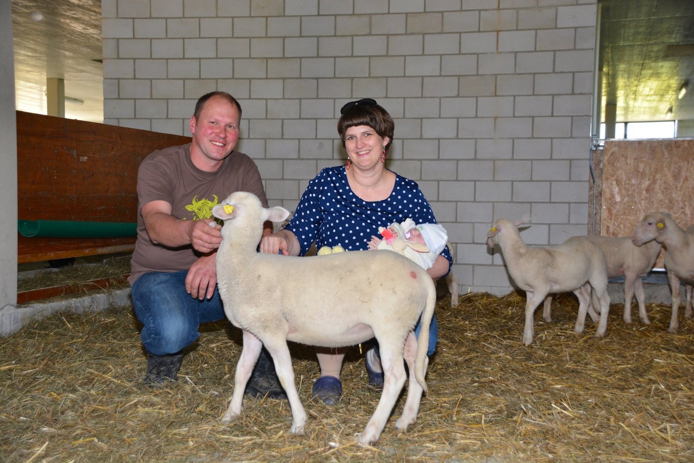 Beat Huber und Silvia Welti mit Töchterchen Flurina im Lämmerstall. "Bisher hatten wir Glück und es hat viele Auen gegeben", berichtet der Betriebsleiter. Diese brauchen sie zur Aufstockung der Herde. (Bild Andrea Gysin)