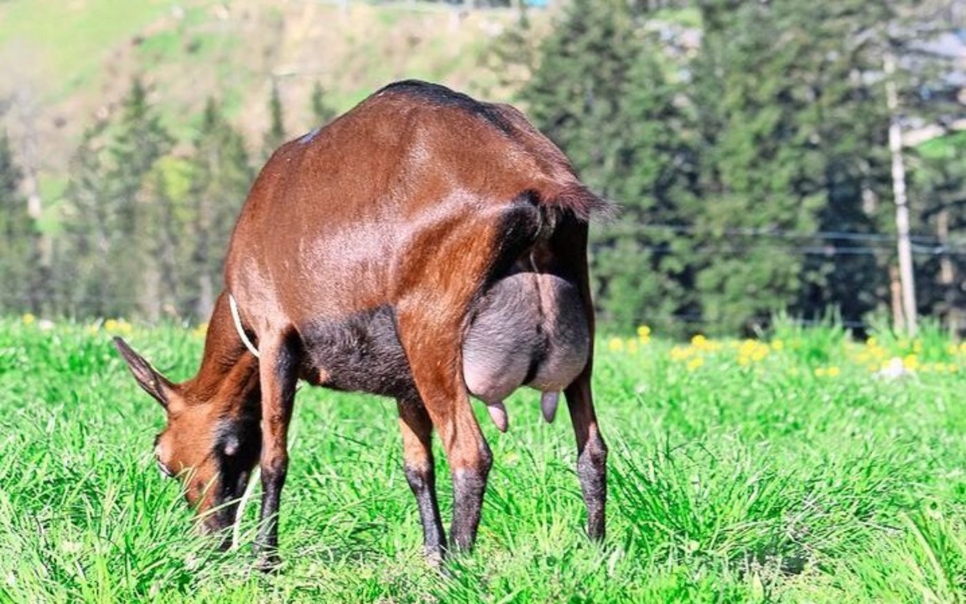 Redhill Salomon Tzatziki: Eine typische Ziege aus der Zucht von Redhill. Ein kastanienbraune Farbe, breites und straffes Hintereuter. 