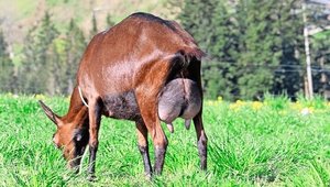 Redhill Salomon Tzatziki: Eine typische Ziege aus der Zucht von Redhill. Ein kastanienbraune Farbe, breites und straffes Hintereuter. 