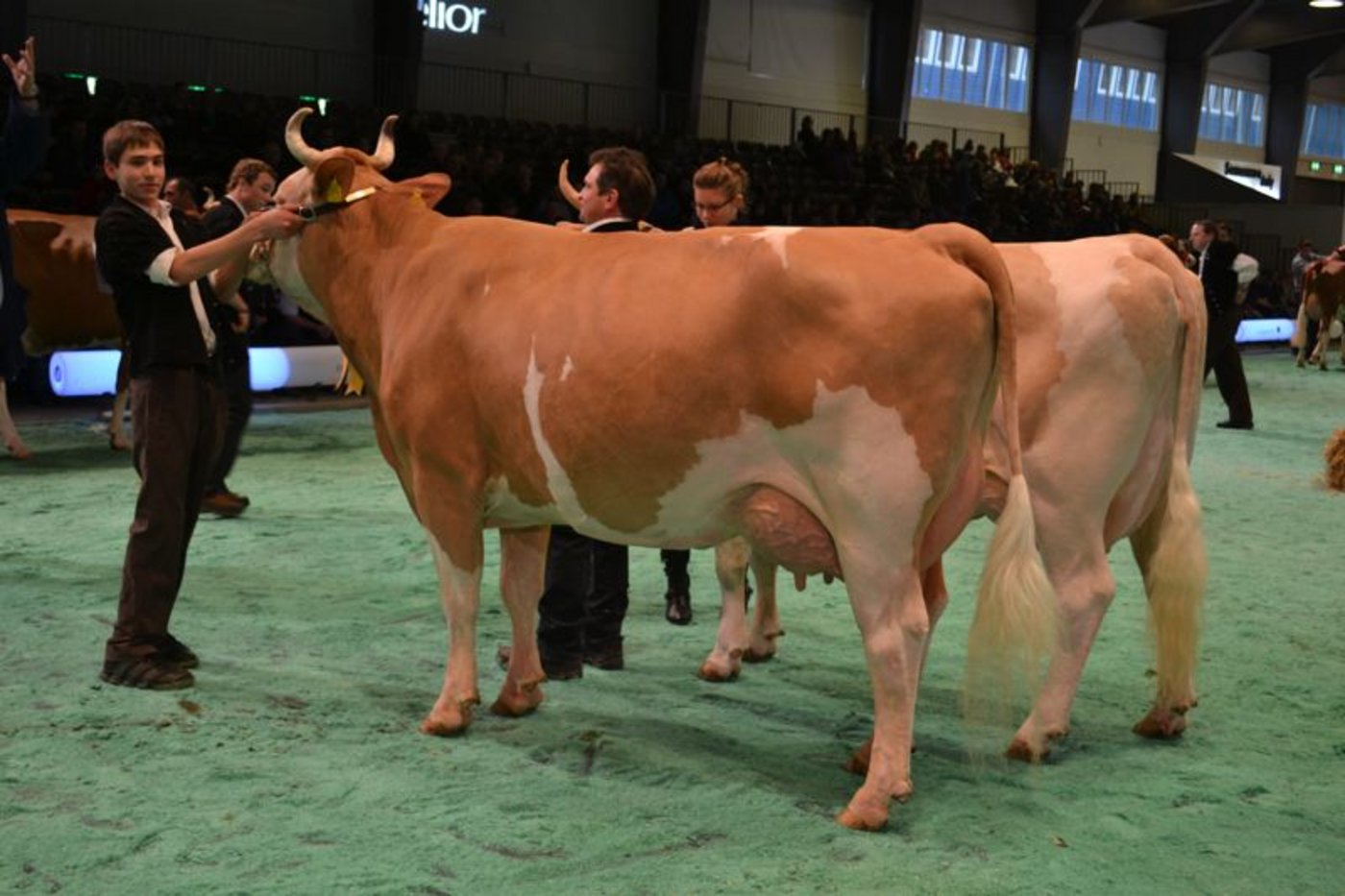 Schöneuter (links): Konrad Astra, Ueli Bach, Turbach / Reserve Schöneuter: Poncet Apollo Majorque, Betriebsgemeinschaft Poncet, Ballaigues