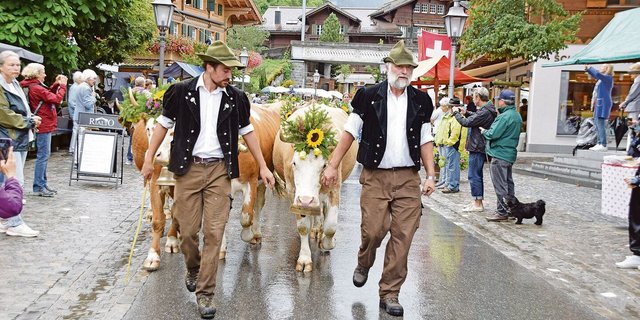 Hier trifft die Familie Ernst Reichenbach mit ihren Kühen in Gstaad ein. Während elf Wochen waren sie auf der Alp Satteleggli auf 1650 m ü. M.