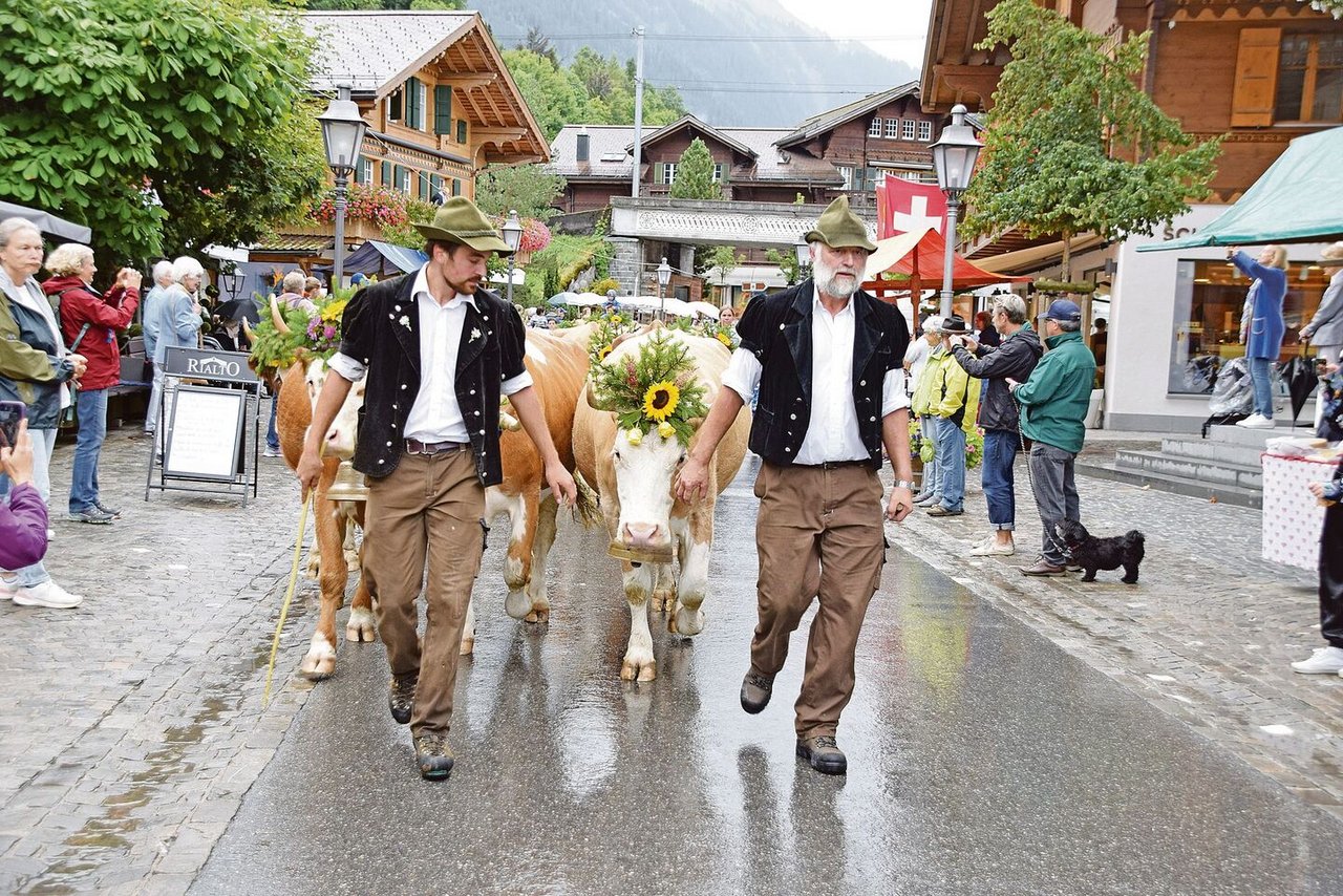 Hier trifft die Familie Ernst Reichenbach mit ihren Kühen in Gstaad ein. Während elf Wochen waren sie auf der Alp Satteleggli auf 1650 m ü. M.