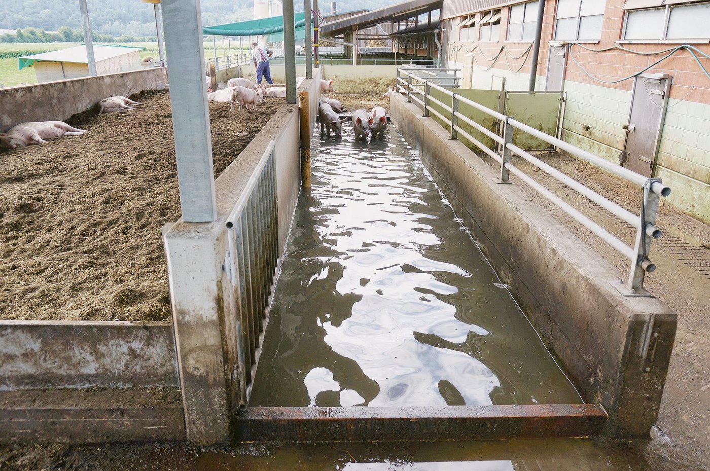 Es muss nicht zwingend Freilandhaltung sein. Schweine können auch dank baulichen Massnahmen artgerechter gehalten werden. (Bild AKS)
