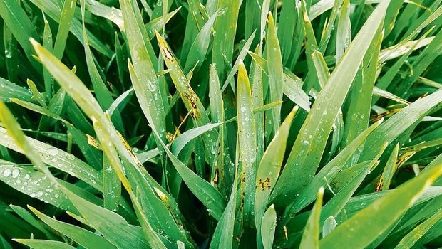 Blattflecken auf Ger Blattflecken auf Gerste. Durch den Regen und mithilfe des Windes konnten die Sporen der Rostkrankheiten sowie der Blattflecken optimal auf die Blätter gelangen und keimen.