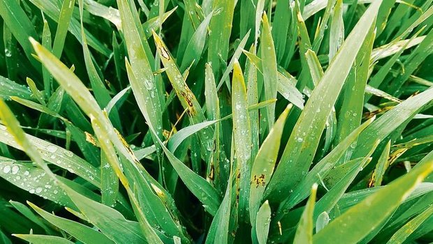 Blattflecken auf Gerste. Durch den Regen und mithilfe des Windes konnten die Sporen der Rostkrankheiten sowie der Blattflecken optimal auf die Blätter gelangen und keimen.