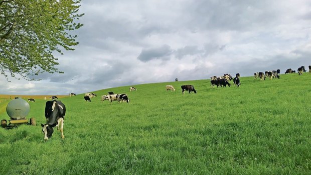 Die Milchviehherde von Lena Junker ist seit März auf der Weide. Seit Mai fressen die Tiere Tag und Nacht draussen.