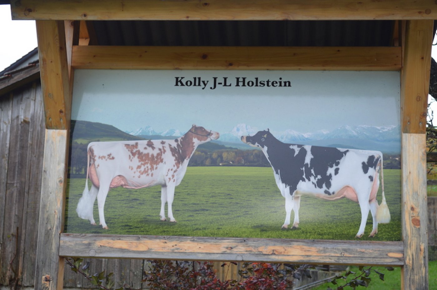 Der Milchwirtschaftsbetrieb von Jean-Louis und Lionel Kolly in Pont-la-Ville FR testet das neue Melkzeug von DeLaval.