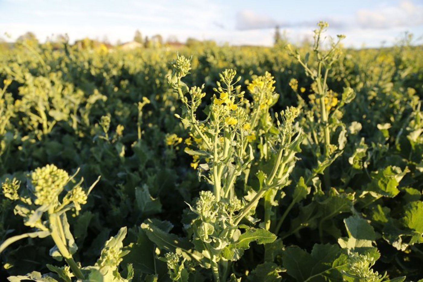 Der positive Trend beim Raps-Anbau in der Schweiz wird voraussichtlich noch ein paar Jahre andauern. (lid mg)