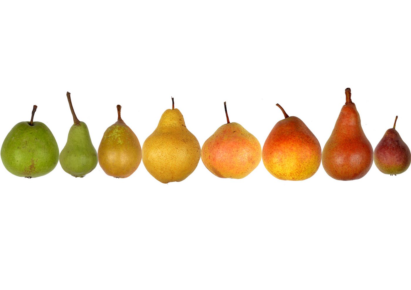 Kunterbunt ist die Vielfalt der einheimischen Birnensorten. (Bild Agroscope)