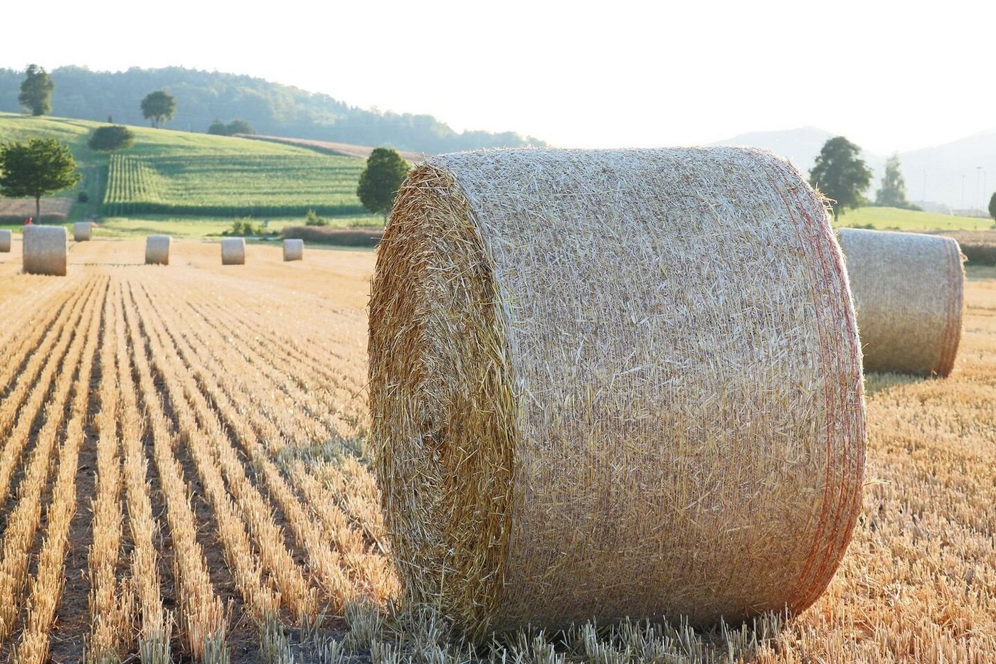 Dieses Jahr konnte vergleichsweise nicht viel Stroh geerntet werden. Das wird sich auf die Preise auswirken.