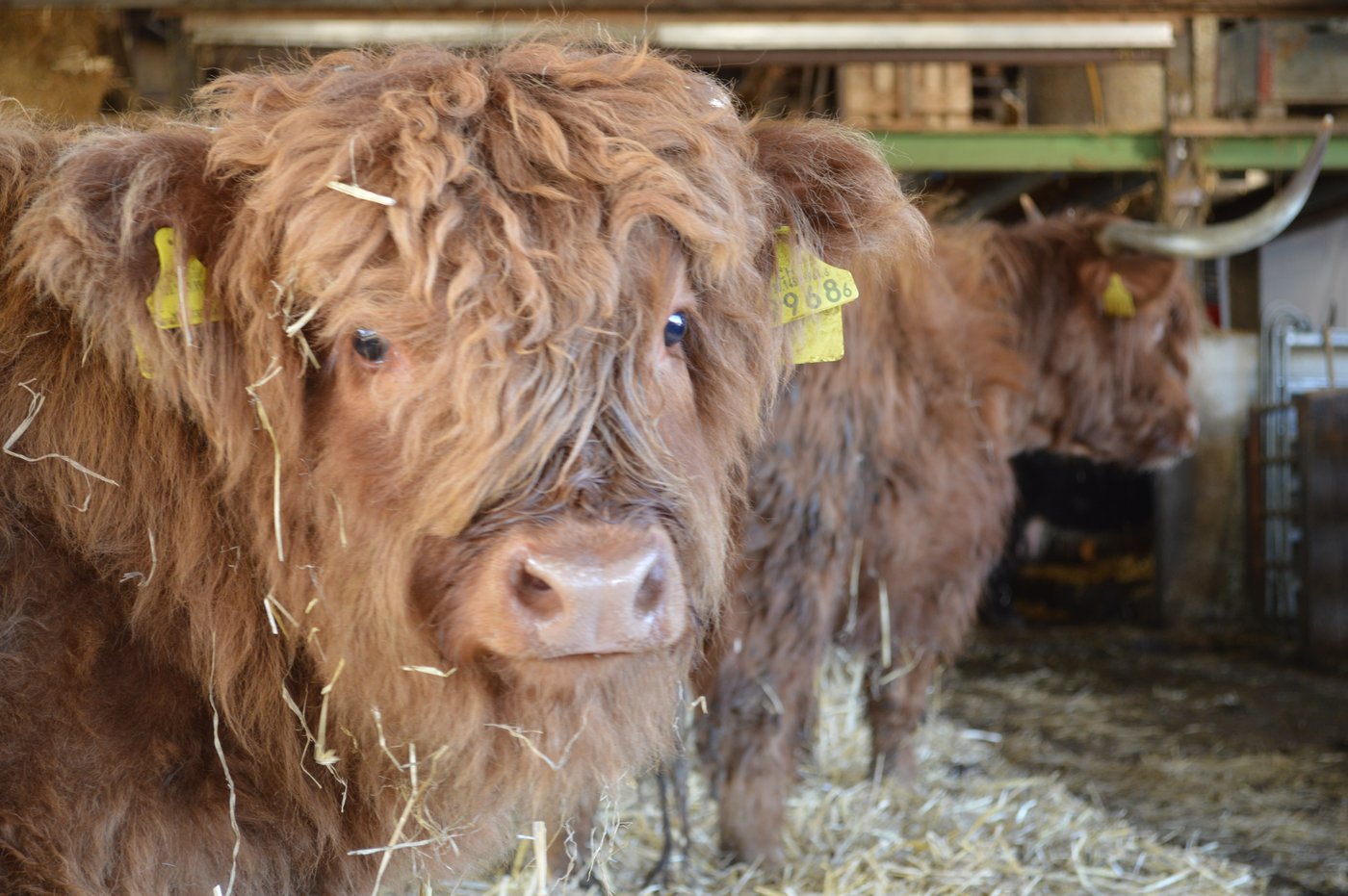 Die Hochlandrinder sind von ruhigem und gemüngsamem Gemüt. (Bild zVg)