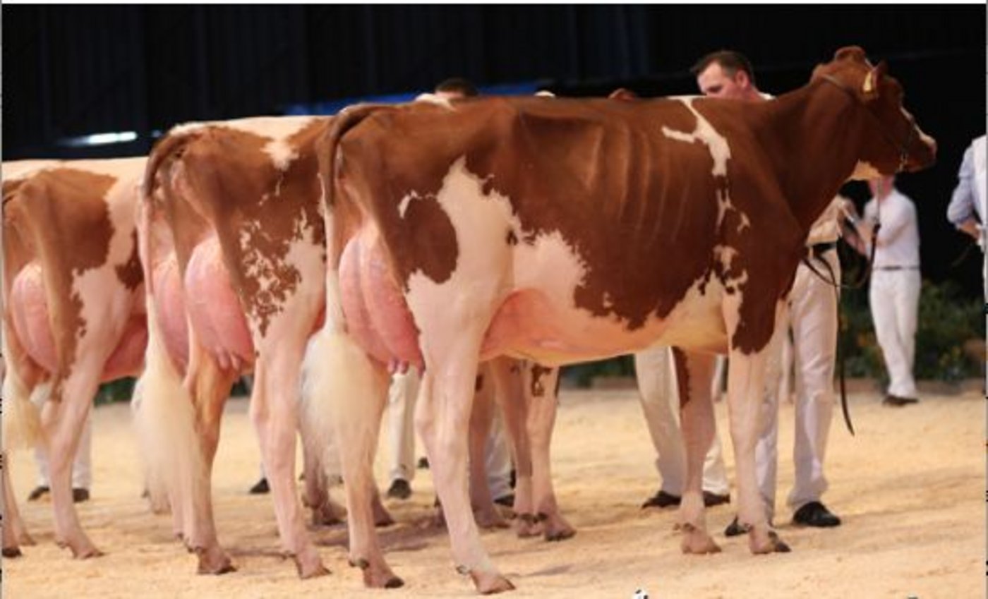 Reserve  Junior Champion und Siegerin in der Kat.1: Ptit Coeur Armani Barbotine, Roger Frossard, Les Pommerats (CH)