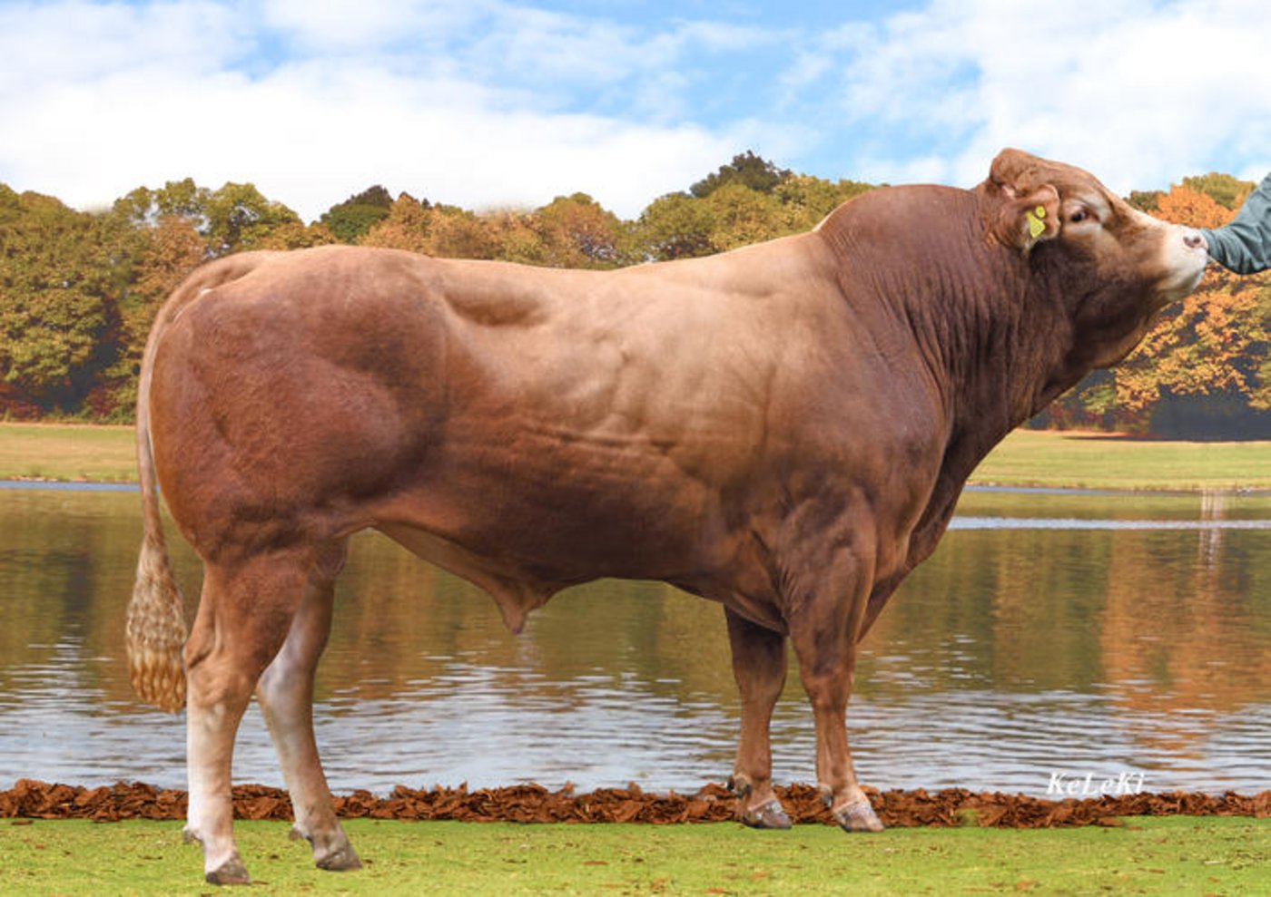 Galliker's Andor. (Bild Swissgenetic)