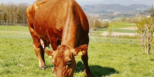 Der Aargauer Tierzuchtbericht zeichnet produktive und langlebige Nutztiere aus, zum Beispiel Mutterkuh Manta von Familie Mahler vom Gutsbetrieb Eichberg aus Seengen. Sie ist nach 15 Kälbern bis heute gut in Form, wie dieses Foto vom Dienstag zeigt.	(Bild zVg)