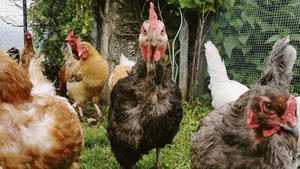 Die Raptoren (Räuber) im Hühnerhof warten sehnlichst auf die Wiedereinführung des tierischen Eiweisses. Anderen, wie Christian Oesch, Geschäftsführer Vereinigung Schweizerischer Futtermittelfabrikanten, erscheint die Angelegenheit delikater.