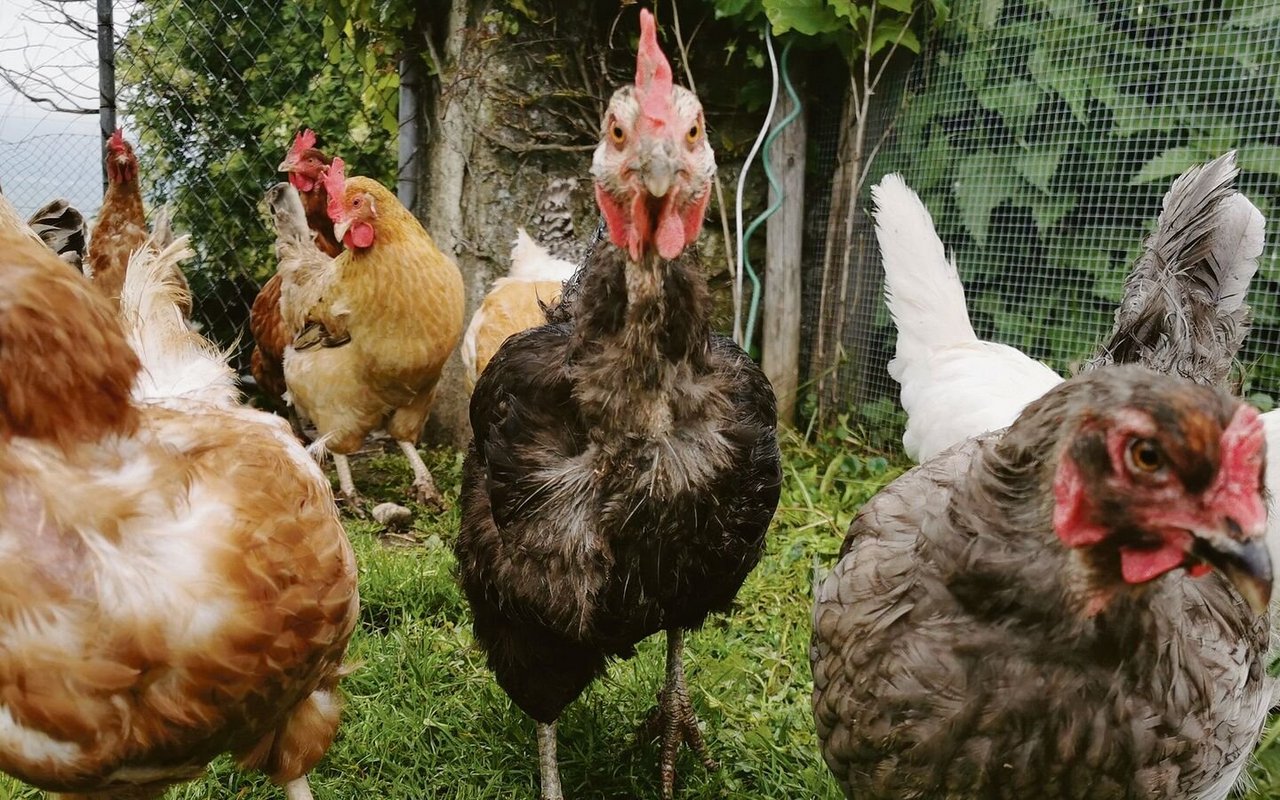 Die Raptoren (Räuber) im Hühnerhof warten sehnlichst auf die Wiedereinführung des tierischen Eiweisses. Anderen, wie Christian Oesch, Geschäftsführer Vereinigung Schweizerischer Futtermittelfabrikanten, erscheint die Angelegenheit delikater.