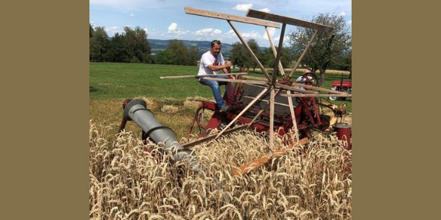 Der aus den 1940er-Jahren stammende Bindemäher der Marke McCormick besitzt einen Zapfwellenantrieb und kann das Getreide gleichzeitig mähen, binden und in Garben bündeln. (Bild Familie Spiri)