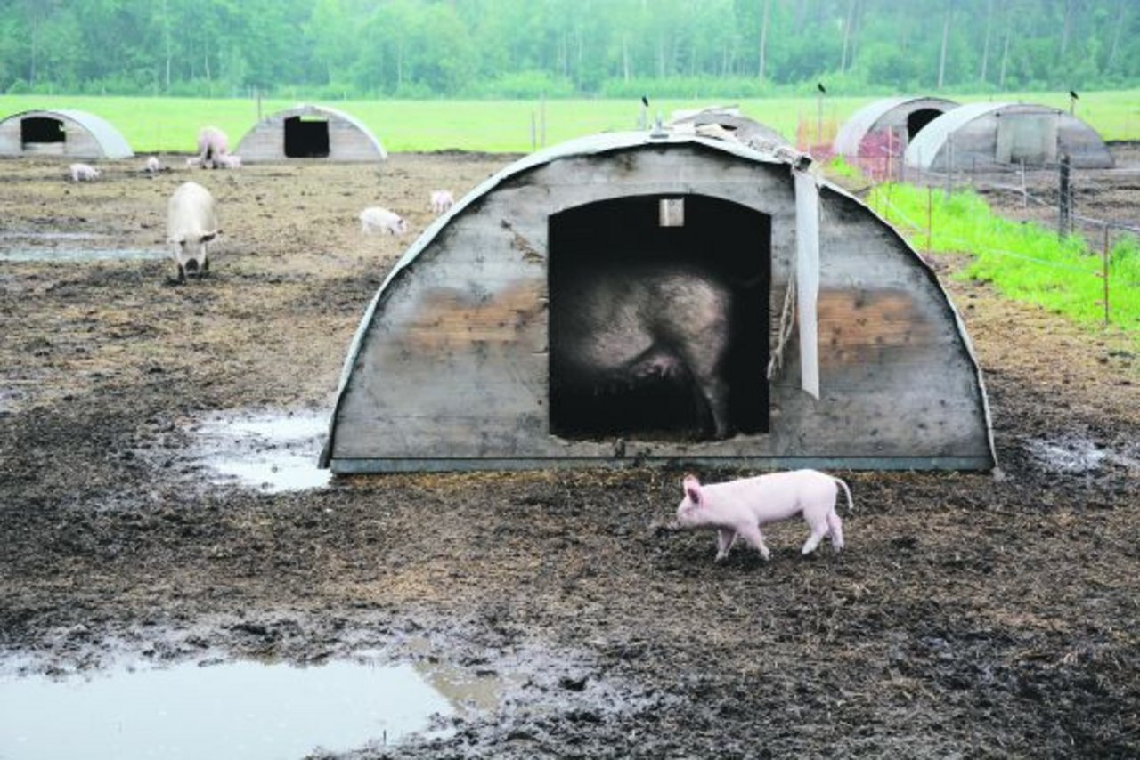 Nicht eingeschlossen: Schweine auf dem Betrieb der Strafanstalt Witzwil. (Bild sb)