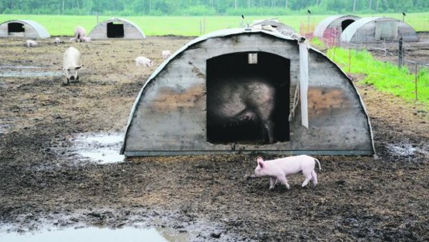 Nicht eingeschlossen: Schweine auf dem Betrieb der Strafanstalt Witzwil. (Bild sb)