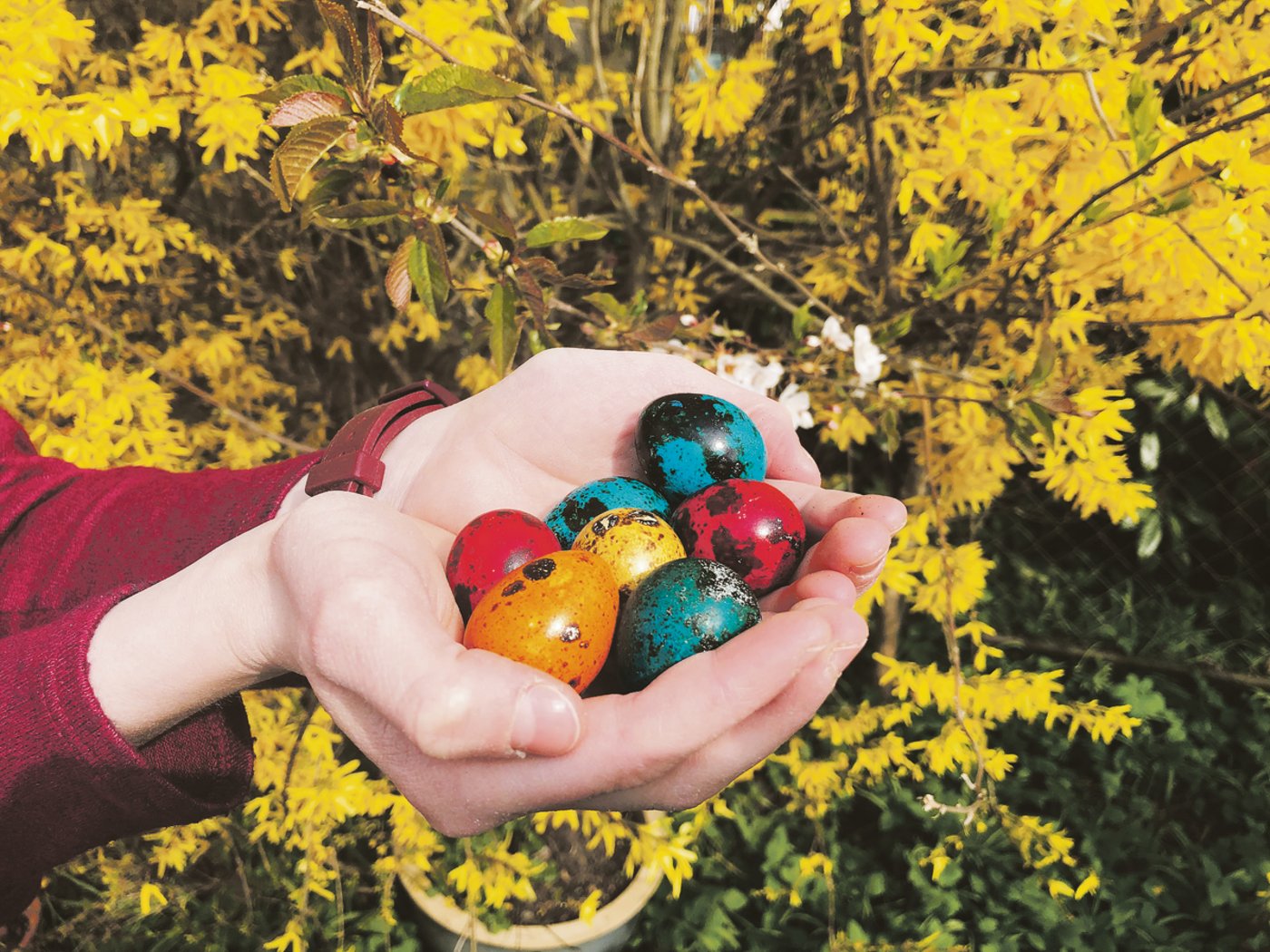 Eine Wachtelhenne legt etwa 300 Eier pro Jahr. Diese sind zwischen 12 und 16 Gramm schwer.(Bild Alexandra Stückelberger)