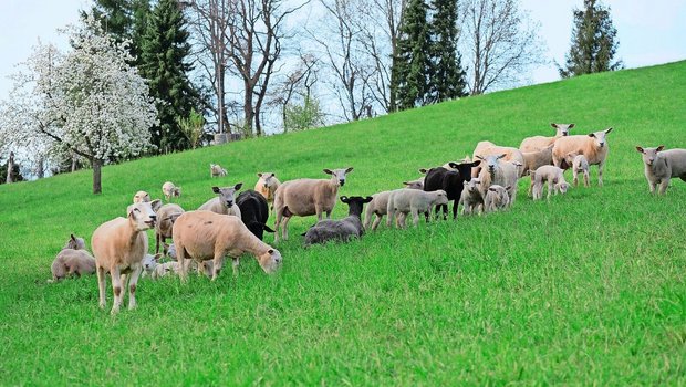 Um Reinfektionen mit Um Reinfektionen mit Moderhinke zu vermeiden, sollte eine Weide frühestens vier Wochen nach der Nutzung durch fremde Schafe wieder bestossen werden. Etwas anders sieht es auf den Alpen aus.