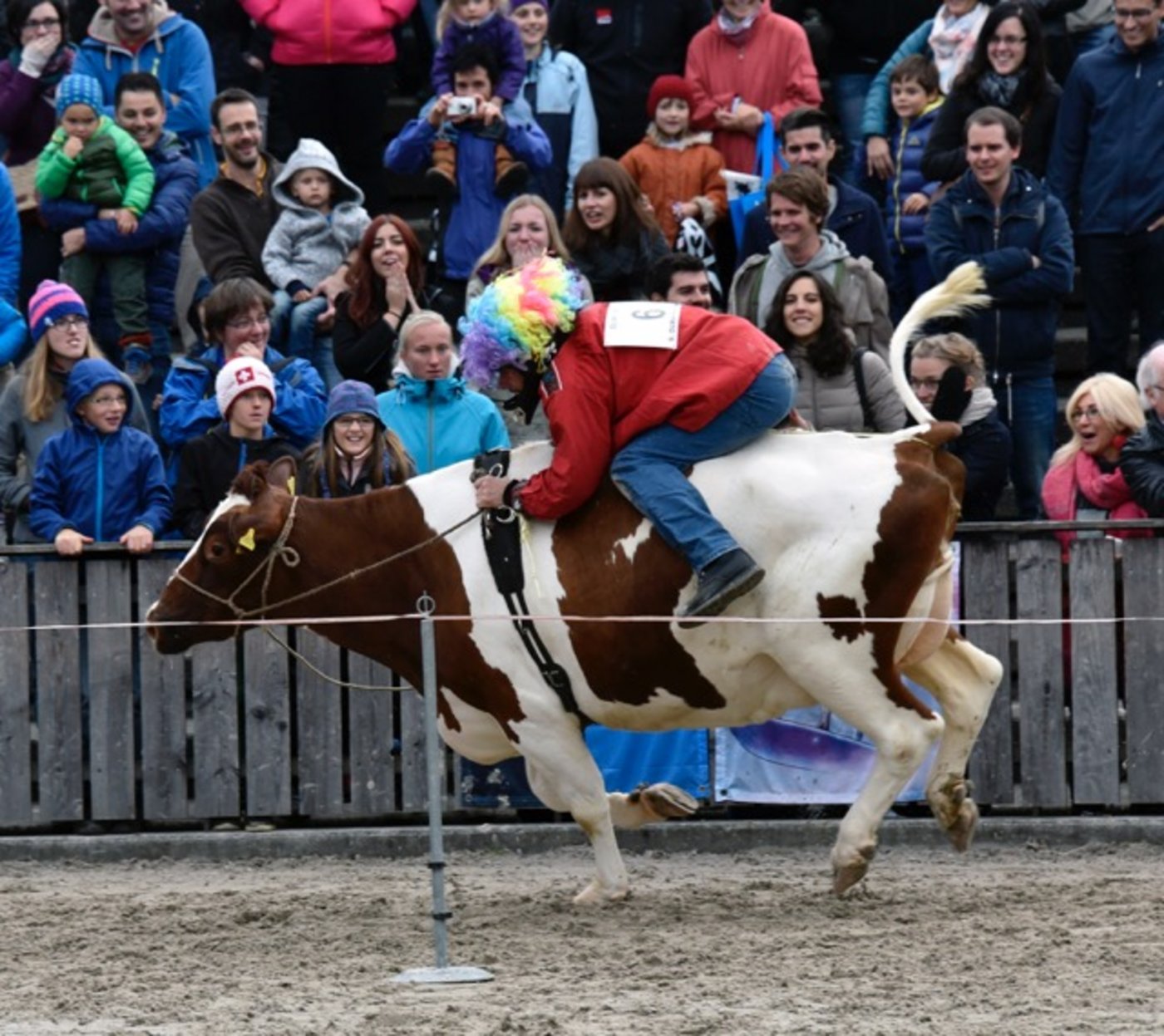 Ein Publikumsmagnet an der Olma ist unter anderem das Kuhrennen. (Bild OLMA/Regina Kühne)