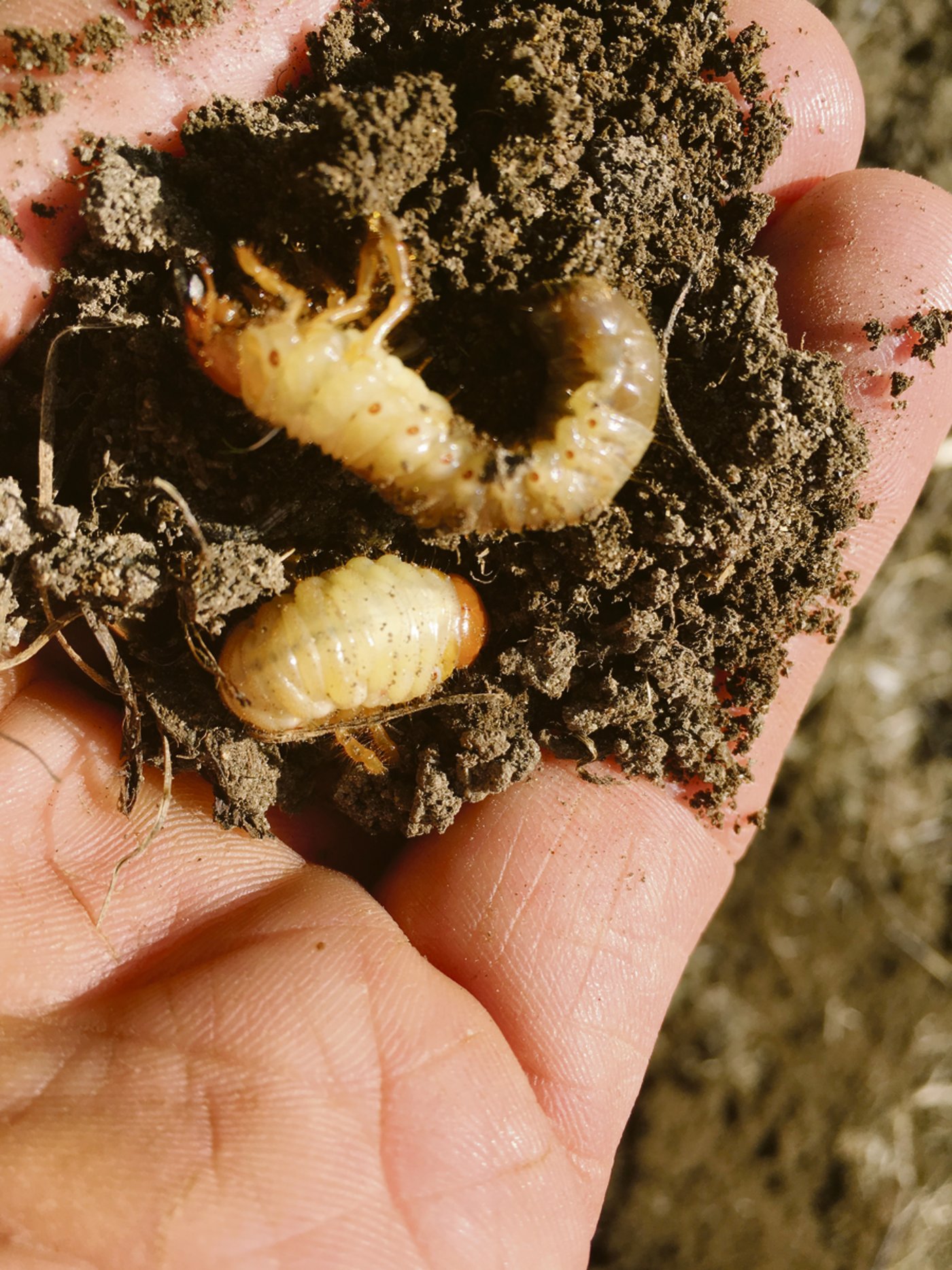 Engerlinge: 240 Stück zählte Landwirt Josua Juon auf einem Quadratmeter Wiesland.