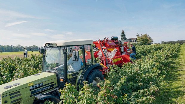 Für die Verarbeitung werden Herbsthimbeer-Sorten angepflanzt, die maschinell geerntet werden können. 