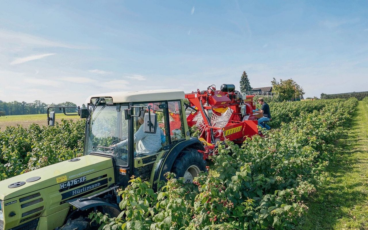 Für die Verarbeitung werden Herbsthimbeer-Sorten angepflanzt, die maschinell geerntet werden können. 