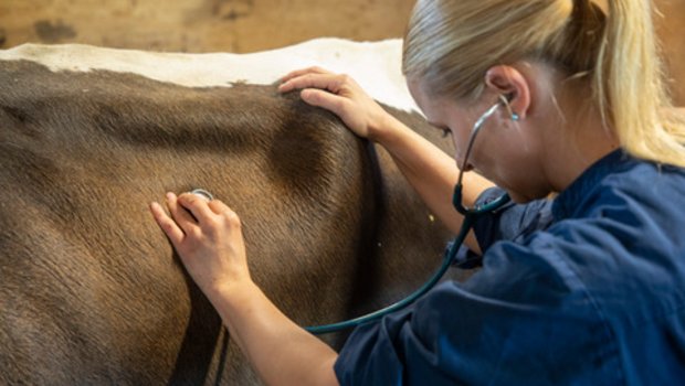 Das Ziel der Tierärzte und Tierärztinnen sei es, mehr Landwirte an die Tierwohl-Programme anzubinden. (Bild Gian Vaitl)