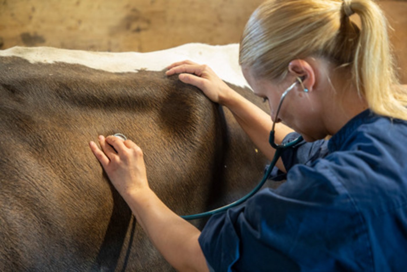 Das Ziel der Tierärzte und Tierärztinnen sei es, mehr Landwirte an die Tierwohl-Programme anzubinden. (Bild Gian Vaitl)