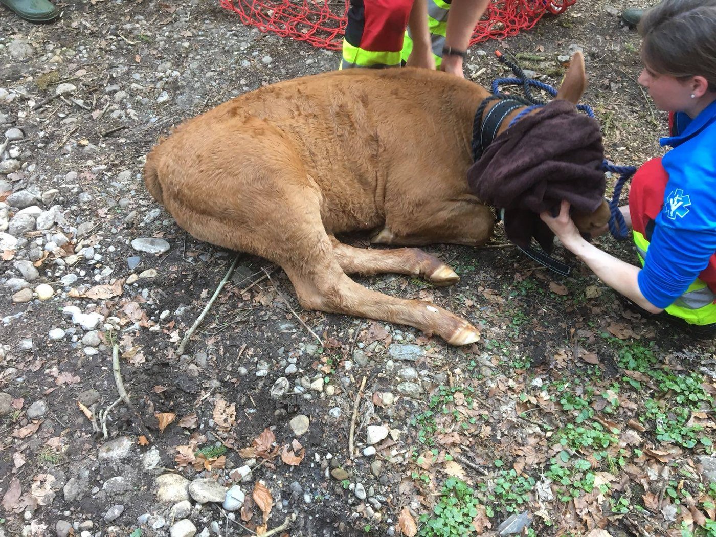 Das unverletzte Kalb konnte von der Feuerwehr eingefangen werden. (Bilder Freiwillige Feuerwehr Rüti)