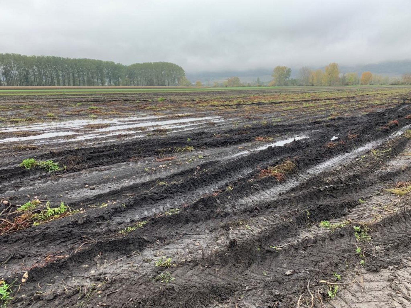 Die vergangenen heftigen Niederschläge haben den Boden stark durchnässt. Es wird davon abgeraten, den nassen Boden mit schweren Erntemaschinen zu befahren, weil sich dadurch der Boden nachteilig verdichtet. (Bild Raphael Müller, Fenaco)