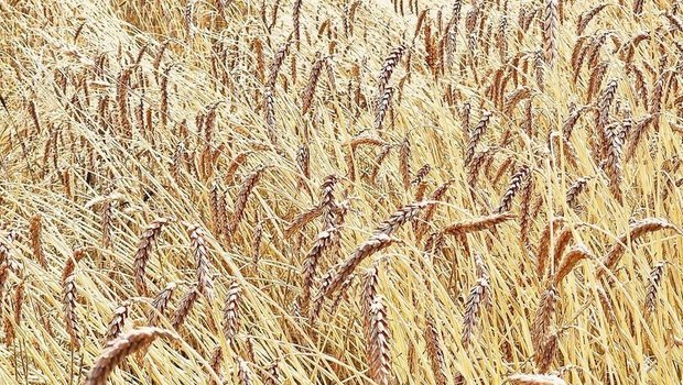 Rütti 40 kurz vor seiner Ernte im Juli 2023. Aus dem geschichtsträchtigen Weizen entsteht ein Spezialbrot. 