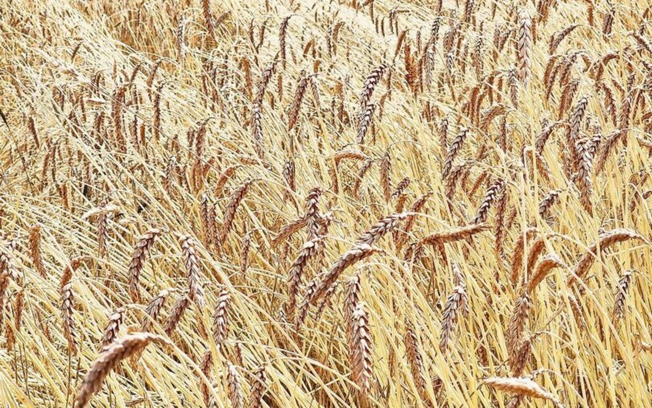 Rütti 40 kurz vor seiner Ernte im Juli 2023. Aus dem geschichtsträchtigen Weizen entsteht ein Spezialbrot. 
