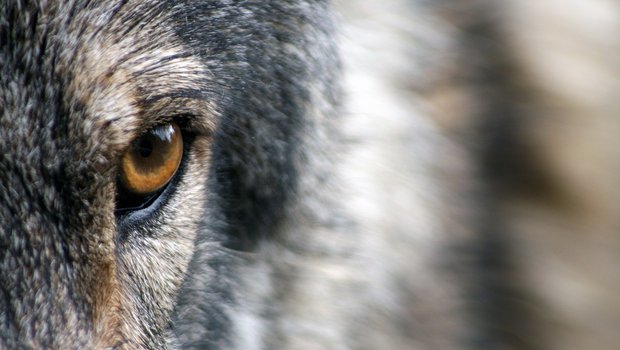Bei der Abstimmung über die Revision des Jagdgesetzes sorgte im Vorfeld der Wolf für viele Emotionen. (Symbolbild Pixabay)