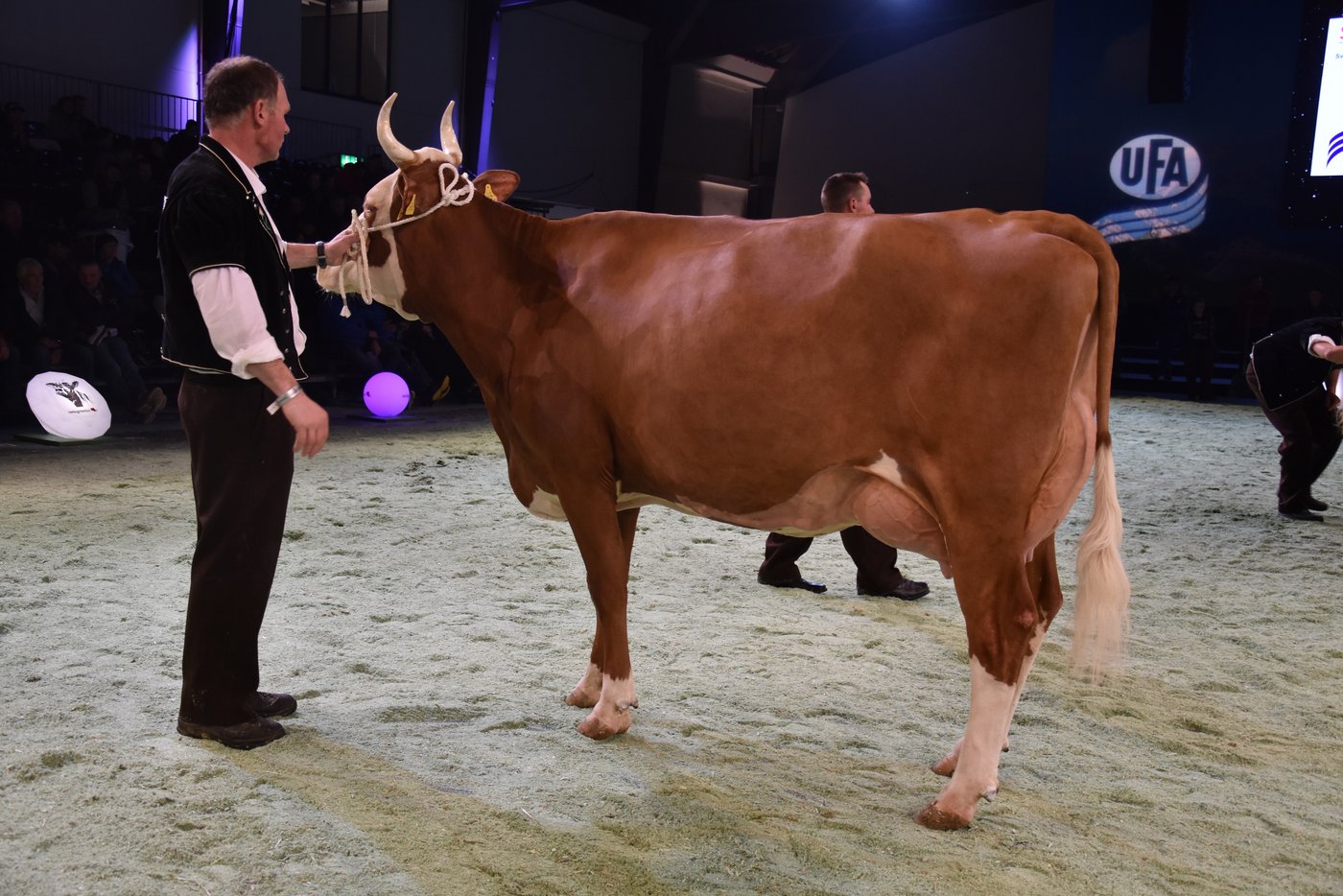 Sie holte den Klassensieg in den Kanton Luzern: Bond Alissia von Willy und Martina Birrer aus Luthern. (Bilder Peter Fankhauser)