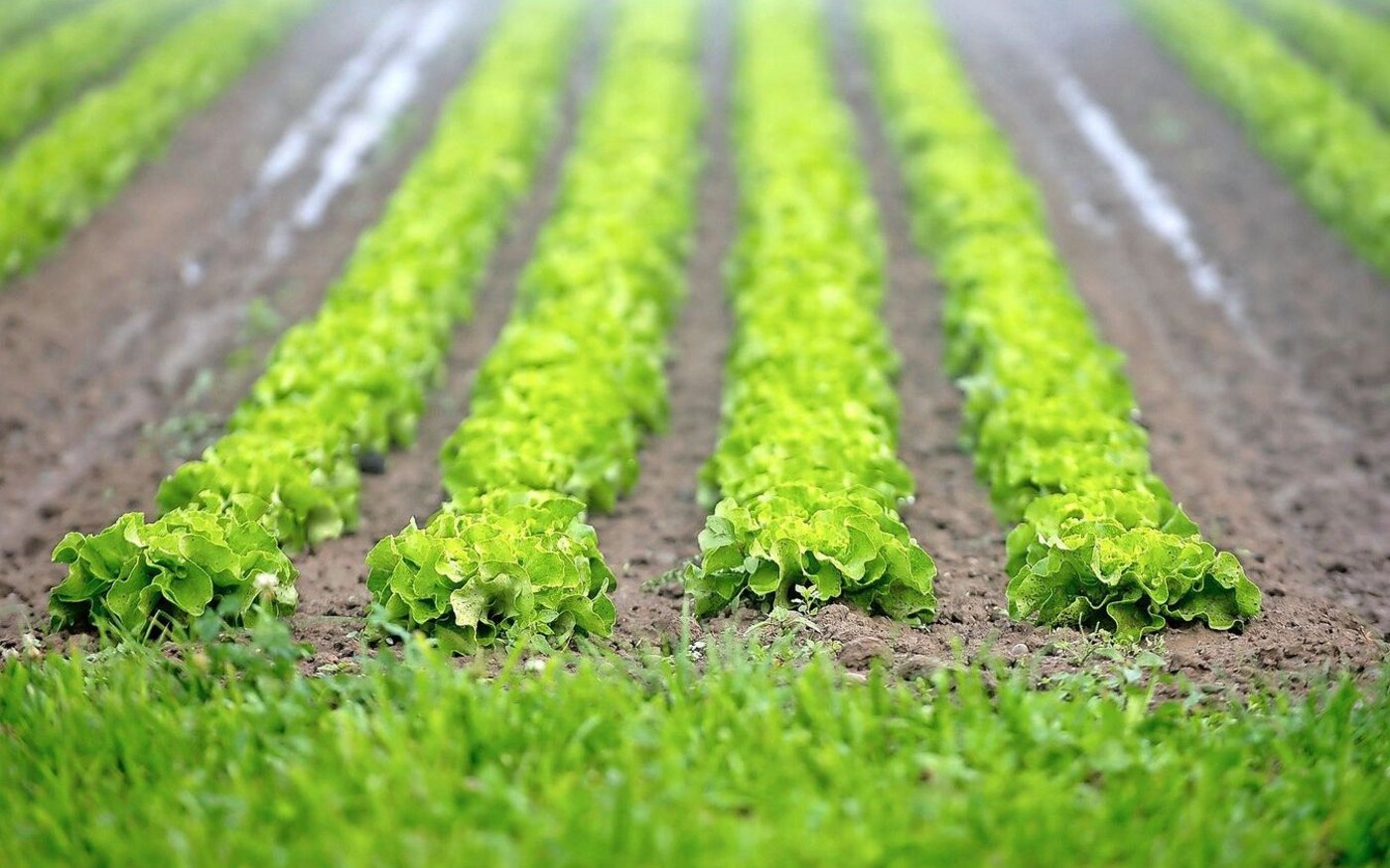 Akkurate Salatreihen: Die nasse Witterung zog sich vom Herbst bis in den Frühling und war eine einzige Herausforderung. 