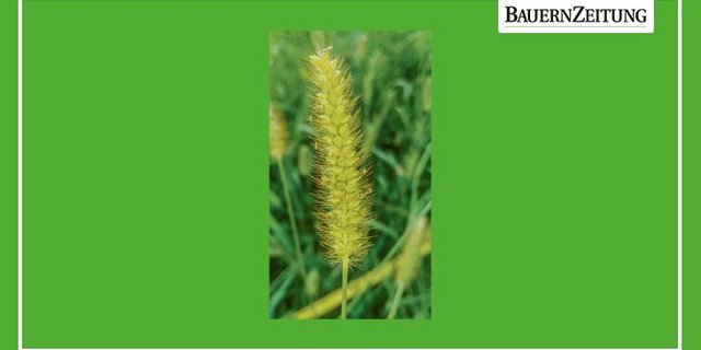 Ährentraube der Borstenhirse mit den typischen grannenartigen Borsten. (Bild Pier Francesco Alberto, Agridea)