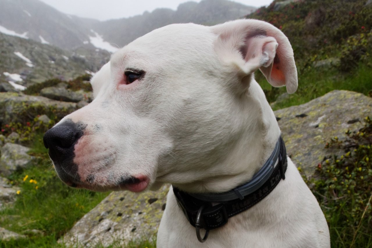 Ein Hund der Rasse Dogo Argentino hat einen 74-jährigen Mann verletzt. (Bild pixabay)
