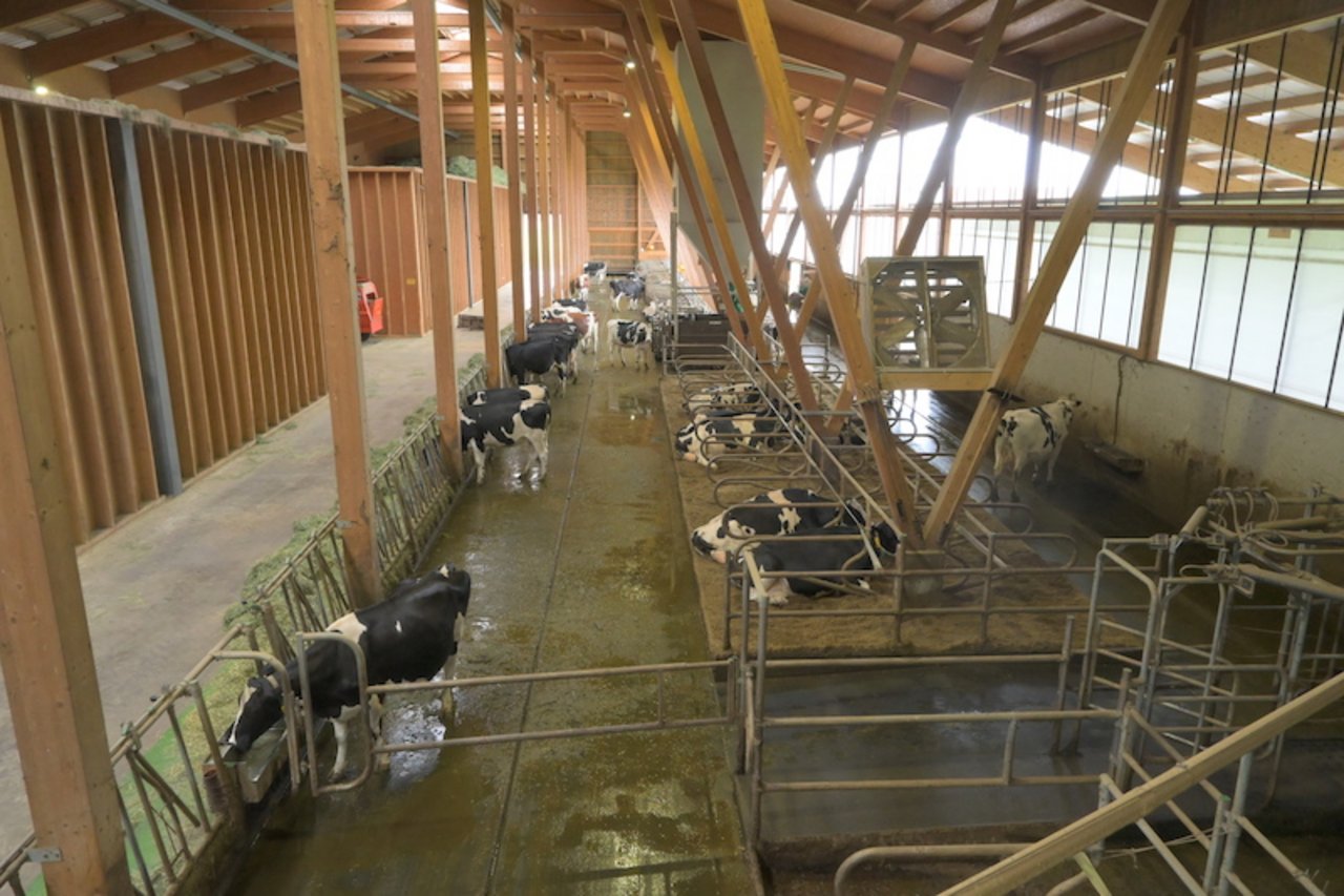 Fabian Hüsler produziert mit seinen 70 Kühen Milch für die Sbrinz-Käserei im Dorf. 