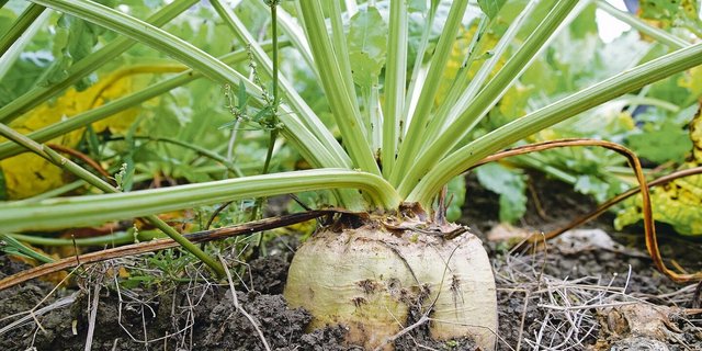 Sobald genug IP-Suisse-Zuckerrüben angebaut werden, will die Labelorganisation von der aktuellen Mengenbilanzierung wegkommen. Wie realistisch ist das? 
