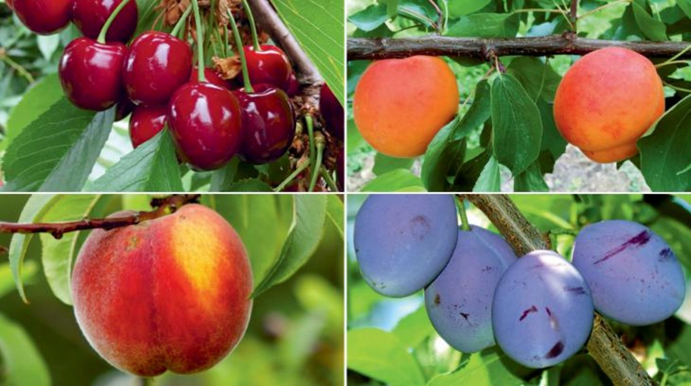 Das neue FiBL-Merkblatt widmet sich dem Pflanzenschutz im Bio-Steinobstbau. (Bild FiBL)