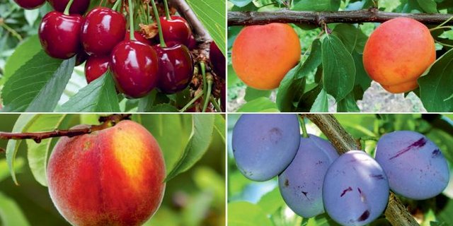 Das neue FiBL-Merkblatt widmet sich dem Pflanzenschutz im Bio-Steinobstbau. (Bild FiBL)