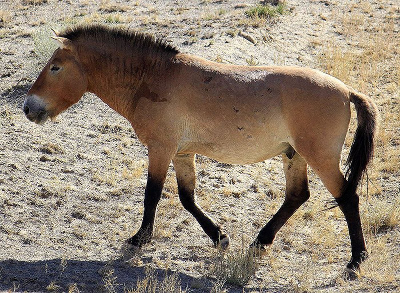 Przewalski-Pferd: Wild- und Hauspferde fressen das ganze Jahr ausschliesslich Gras. (Bild Srr)