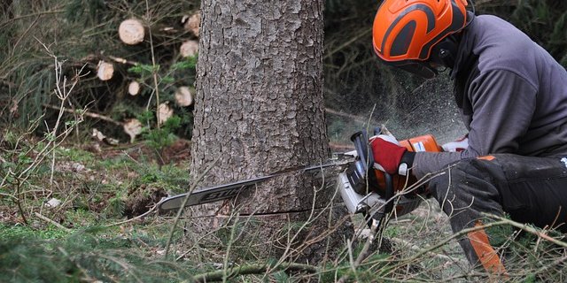 Der junge Mann wurde beim Arbeiten von einem Baum getroffen. (Symbolbild Pixabay)